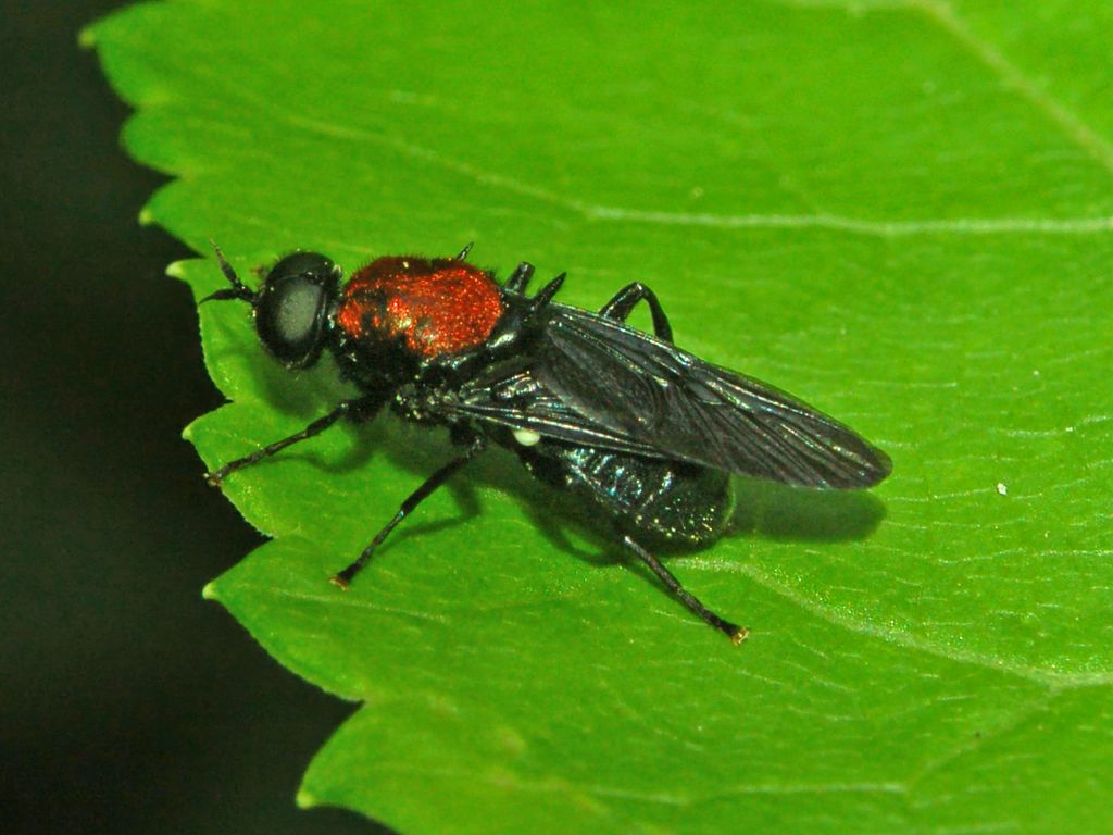 Un dittero in rosso: Clitellaria ephippium